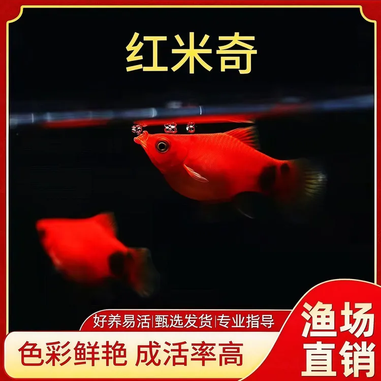 小型鱼米奇鱼饲料观赏鱼食增色鱼粮小颗通用粒灯科鱼月光鱼饲料