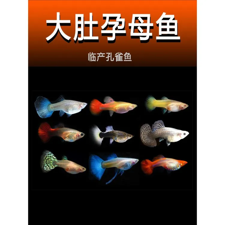 【精品临产大孕母】纯种精品孔雀鱼大肚怀孕凤尾鱼生小热带观赏活鱼