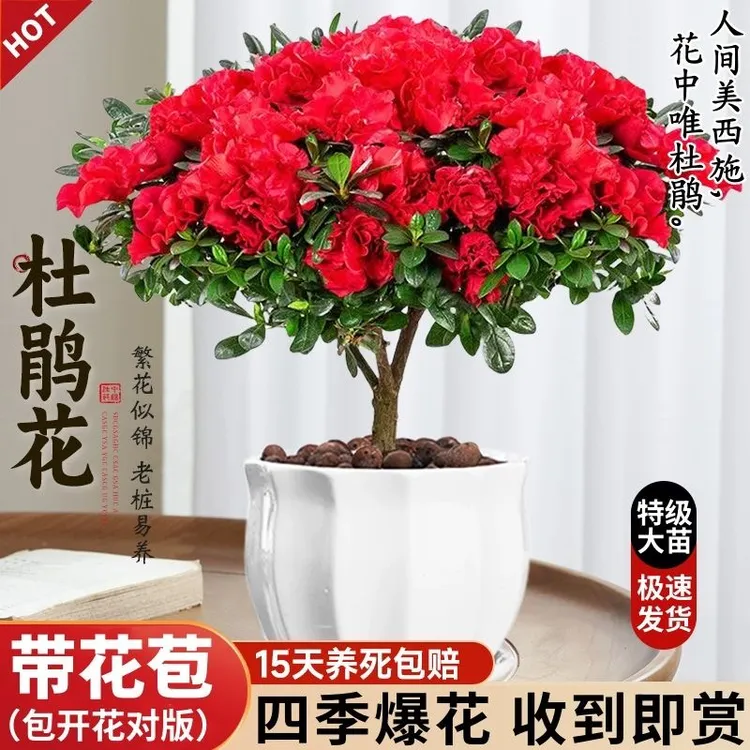 四季杜鹃花盆栽红色花卉植物室内阳台客厅美观好养