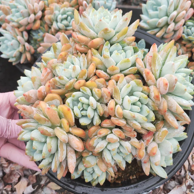 精控20CM盆整桩无砍大冷香自然群多肉植物10头起发