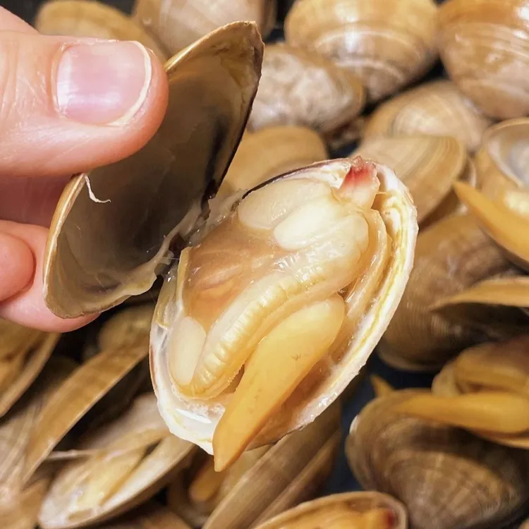 丹东野生大黄蚬子20-25个左右/斤鲜活发货98%正宗丹东大黄蚬子