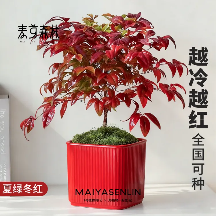 【添天福】火焰南天竹耐寒耐热四季观叶绿植盆栽阳台花园年宵花