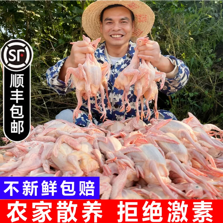 正宗农家散养土鸽子肉现杀新鲜鸽肉顺丰包邮整只鸽子肉乳鸽生鲜