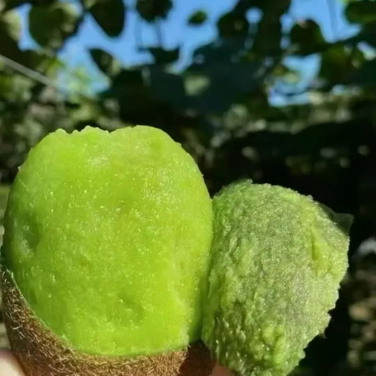 贵州修文县贵长猕猴桃应季蔬果新鲜水果维c之王顺丰包邮