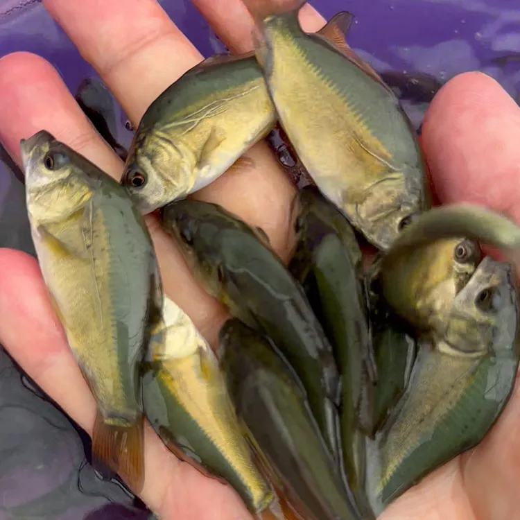 裸鲤鱼 三道鳞养殖无甲无鳞淡水鱼食用观赏均可