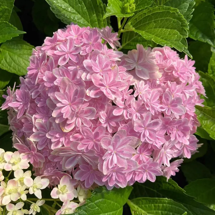 火星的花园/万华镜110# 两颗包邮新老枝开花绣球/ 根细弱枝条软