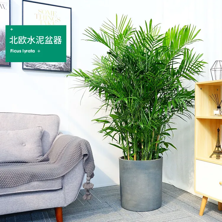 散尾葵盆栽夏威夷竹子凤尾竹室内花卉绿植袖珍盆栽植物室内