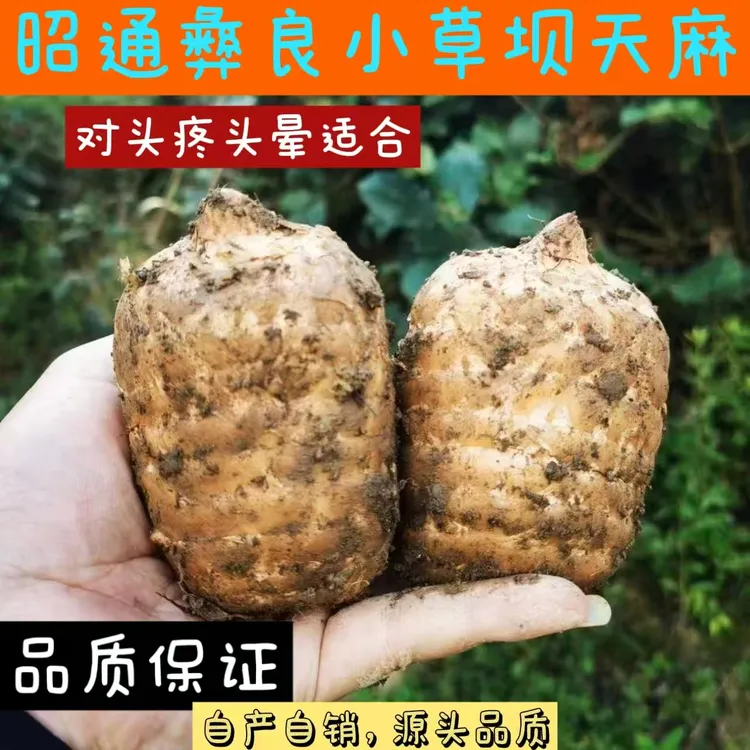 新鲜云南昭通小草坝乌天麻煲汤泡酒营养佳品中秋好物，产地直销