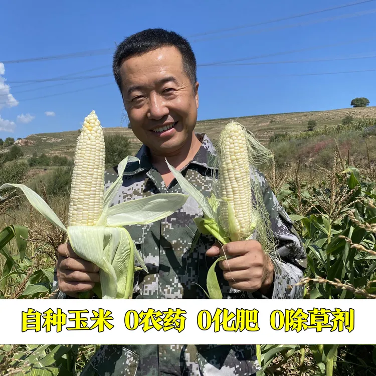 无农残新鲜现摘甜白糯玉米，香糯可口当季应季蔬菜，带皮发货