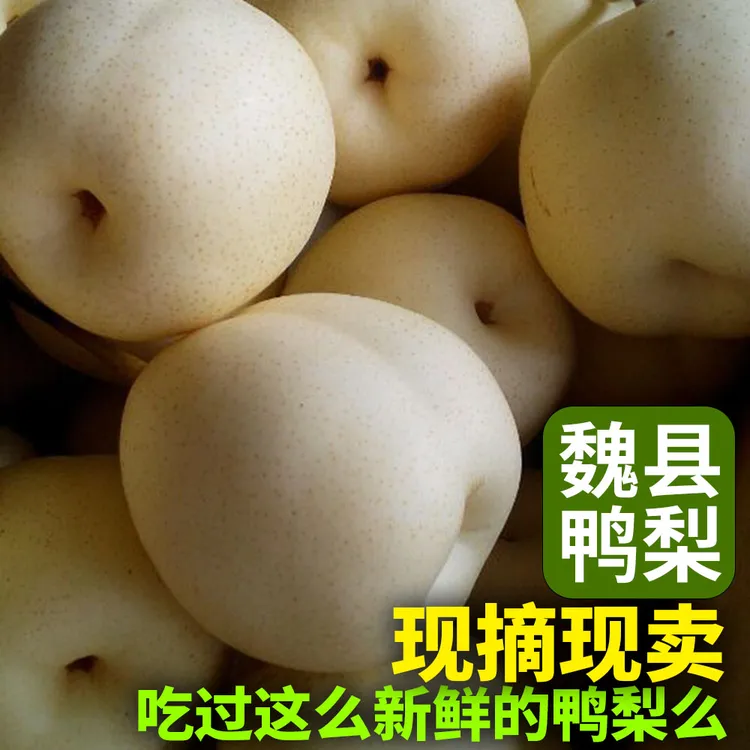 魏县鸭梨酸甜有度现摘现发新鲜河北水晶梨当季水果脆甜多汁包邮