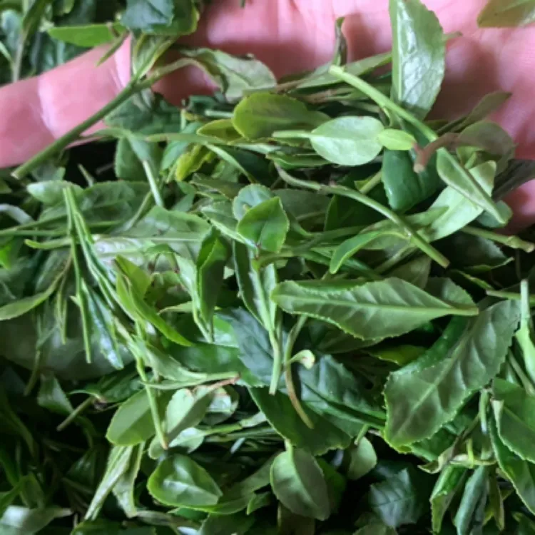 【新茶秋茶】日照绿茶 新茶 板栗香沙口大 耐冲泡 