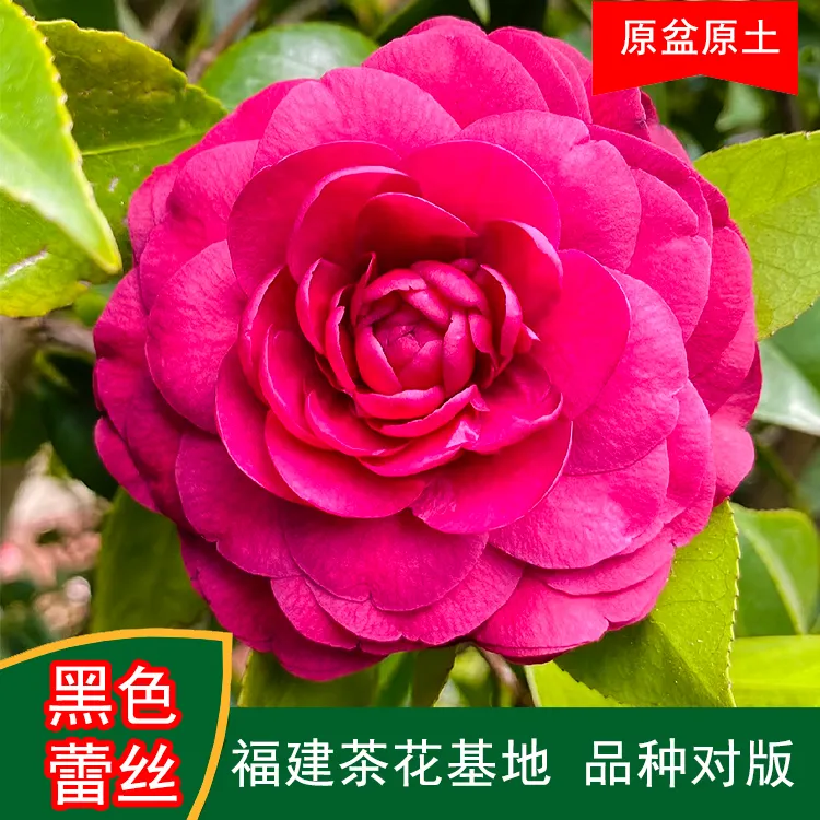 黑色蕾丝黑色系珍贵茶花品种室内外花卉阳台庭院绿植基地山茶花