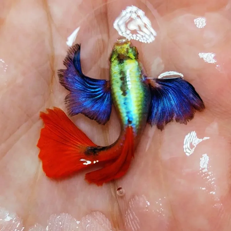 白金红尾象耳孔雀鱼种鱼成鱼胎生鱼斑马鱼天使鱼观赏鱼热带鱼