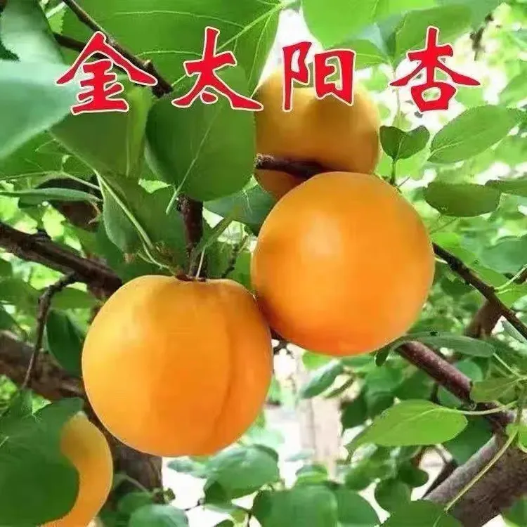 嫁接金太阳杏树早熟特大帝王杏树苗大果地栽耐寒耐旱南方北方种植