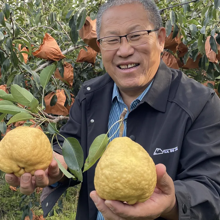 中华丑梨新鲜当季水果软糯多汁香甜可口（顺丰包邮）李书记推荐！！！