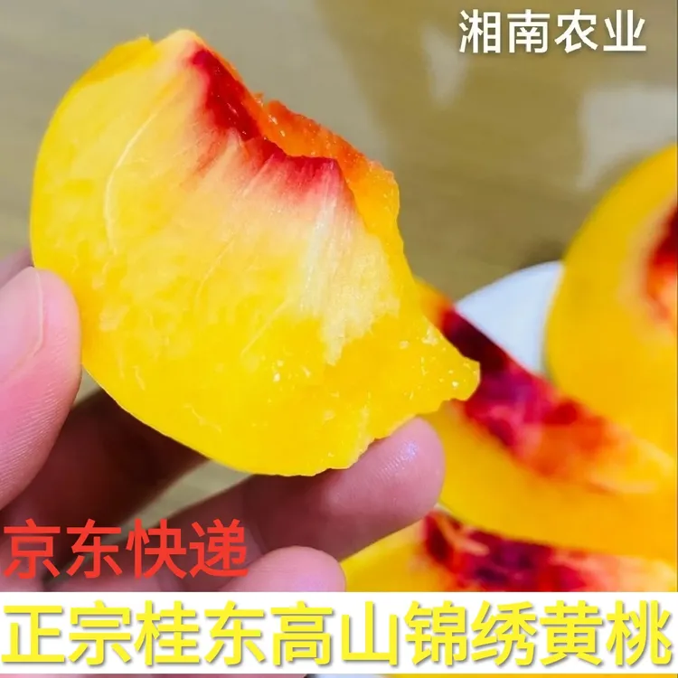 现摘现发锦绣黄桃香甜多汁蜜香味浓郁当季新鲜水果  桂东高山黄桃