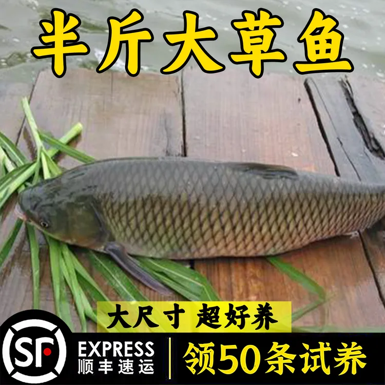 本地草鱼家鱼塘特大草鱼黑脆皖鱼活体半斤半斤草鱼