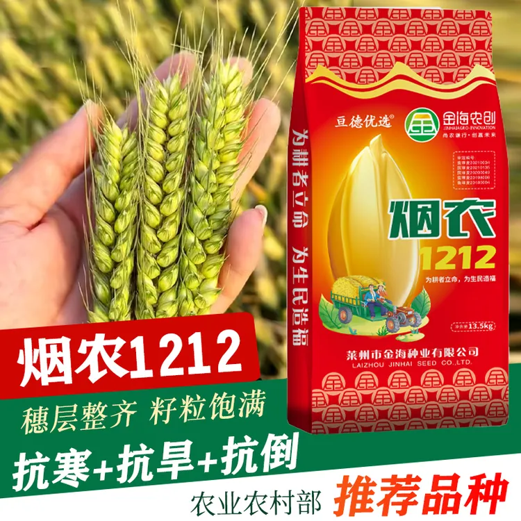 胡 双国审正品烟农1212高产小麦种子厂家矮杆品种推荐大穗抗冻