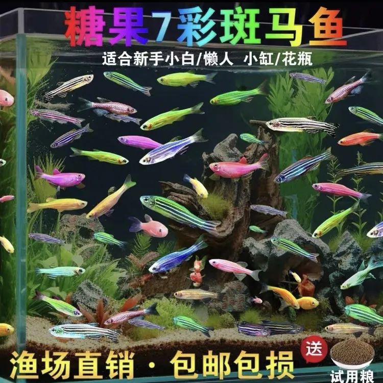 新手好养的斑马鱼七彩小型热带淡水观赏鱼
