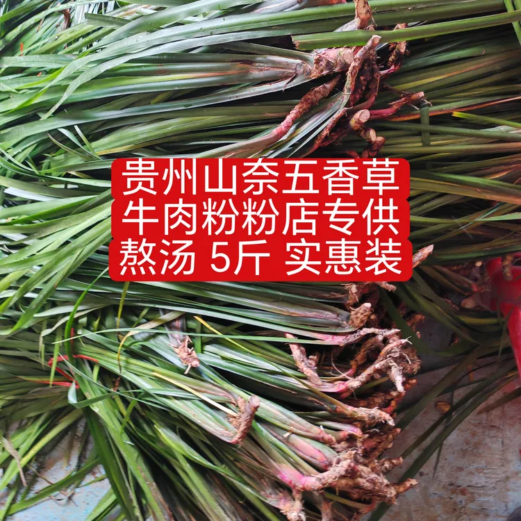 贵州山奈五香草新鲜香料用于炖牛羊肉汤山奈香料药材植物火锅炖菜