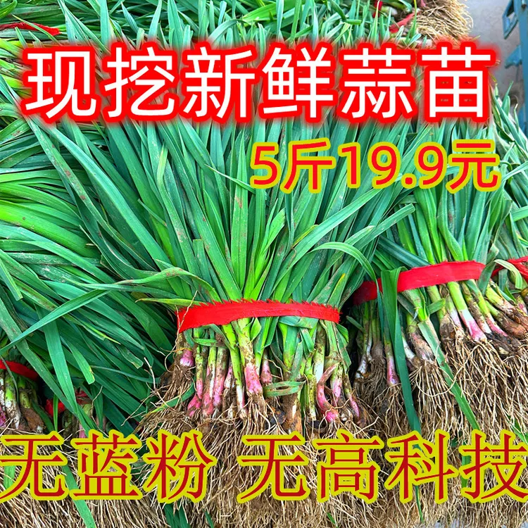 现挖新鲜青蒜苗5斤红皮青梗红根蒜苗本地蒜苗3斤新鲜蔬菜当季包邮