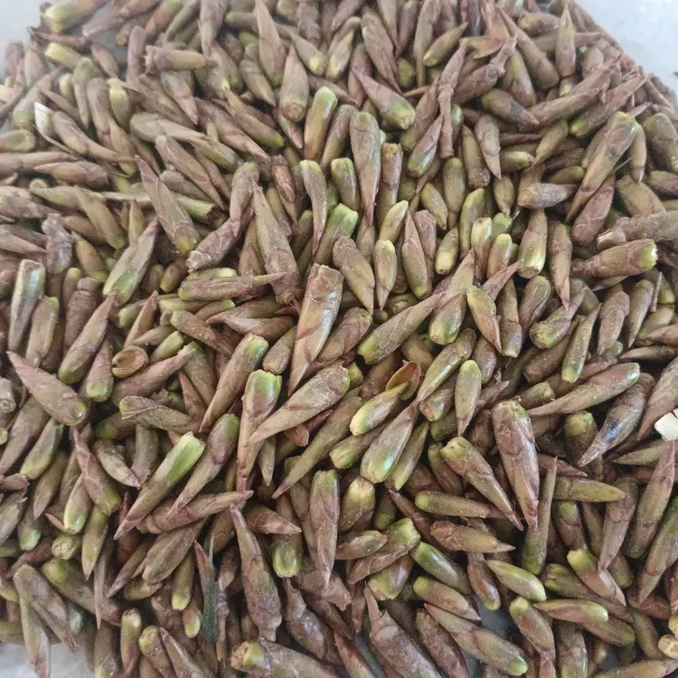 杨树芽当季头茬鲜芽杨树芽带黄胶的