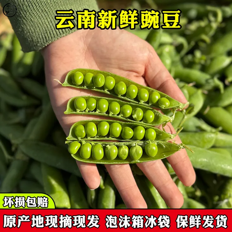 云南新鲜带壳豌豆荚青豌豆角现摘现发脆甜好剥蔬菜甜豌豆产地直供