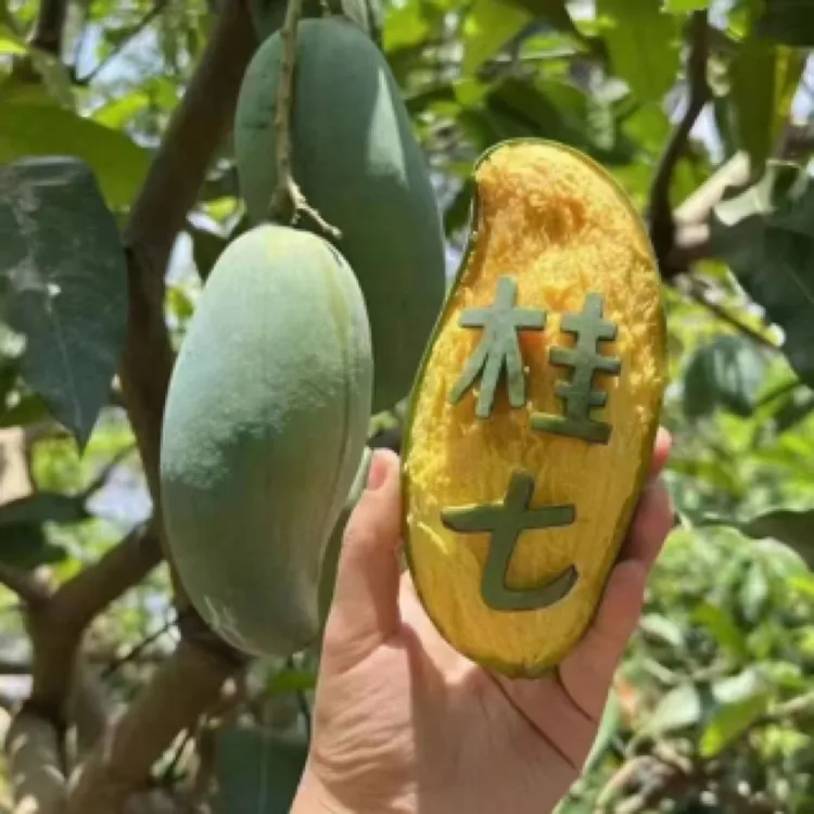 广西百色老树桂七香芒花皮核薄肉厚香甜可口新鲜水果