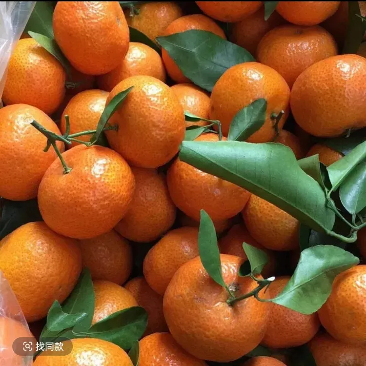 正宗广西棉橘砂糖橘、金秋砂糖橘、蜜桔砂糖橘新鲜水果现摘产地直发