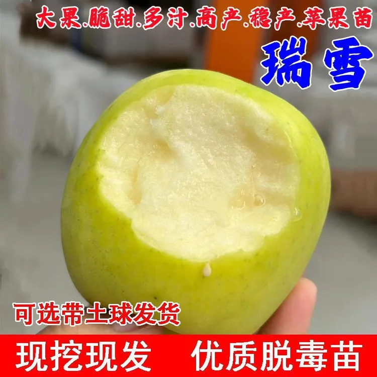 嫁接耐寒瑞雪苹果树苗矮化盆栽地栽嫁接脆甜青黄苹果苗南北方种植