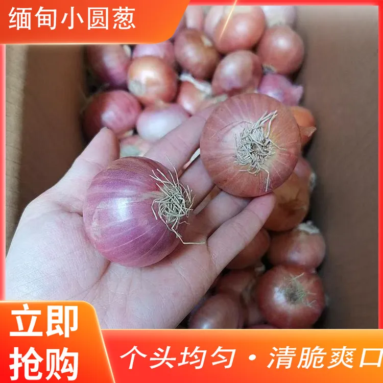 【丰美】东南亚小圆葱生吃凉拌咖喱提香包邮缅甸现货精品干葱头珠葱