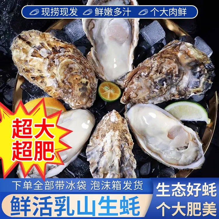 正宗鲜活乳山生蚝牡蛎原产地直发刺身级生蚝源头厂家【买5斤送5斤】