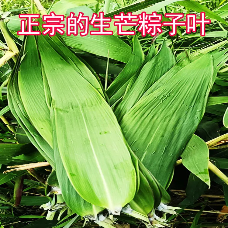 广西专用叶子新鲜大号正宗特大干货食材粽叶新鲜粽叶粽叶子粽子叶