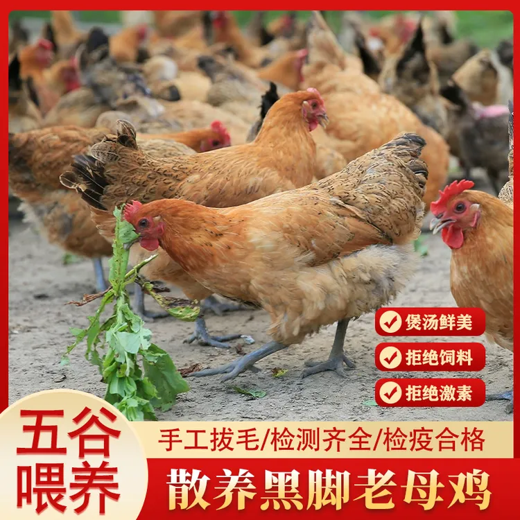 皖南吃五谷黑脚老母鸡两只4.5~5斤（煲汤+红烧）