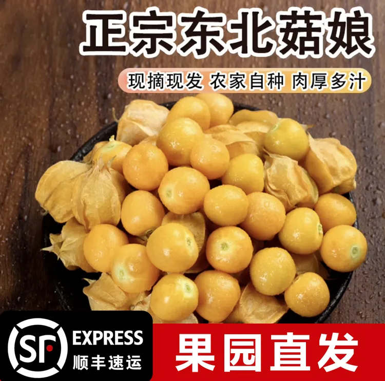 【顺丰包邮】正宗东北菇娘果小金豆新鲜采摘当季香甜多汁果园直发