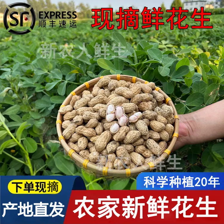 【顺丰】安徽正宗小白沙花生现挖新鲜湿花生农家自种带壳粉皮鲜花生