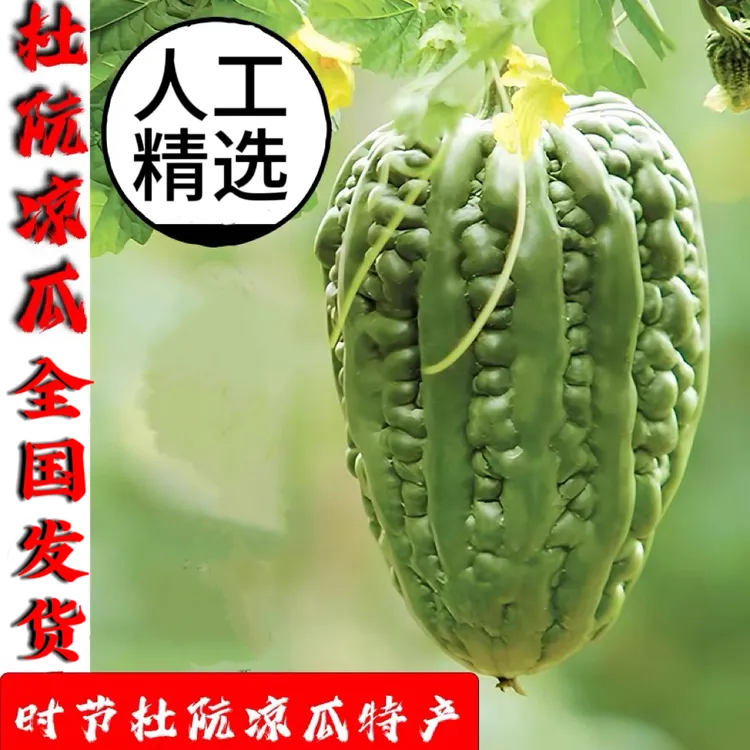 大顶苦瓜广东圆凉瓜新鲜大顶苦瓜松脆无渣现摘蔬菜直发