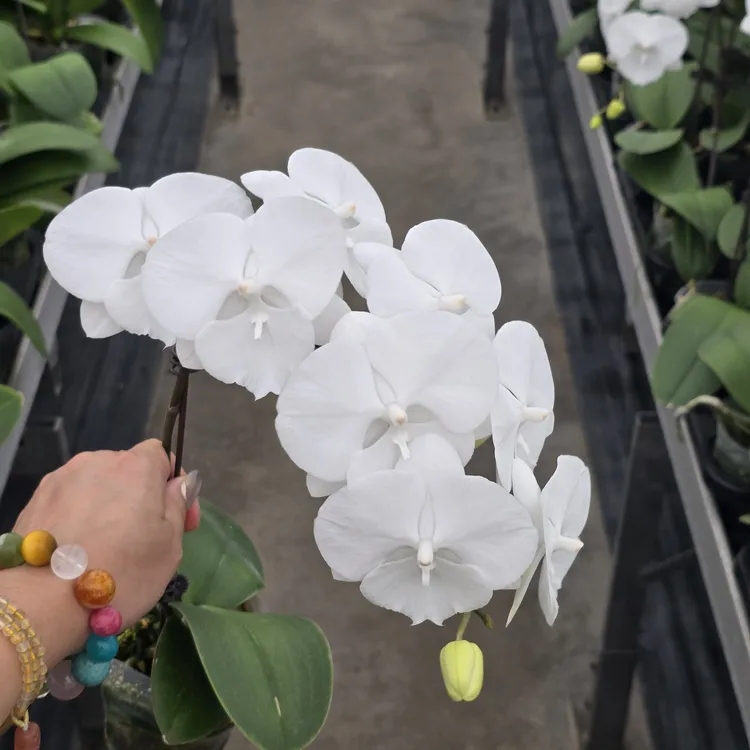 蝴蝶兰金奖白天鹅小白花鲜切花，冻坏热坏均不售后