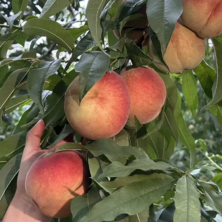 沂蒙山脆甜桃现摘整箱新鲜水果桃子脆甜多汁大果