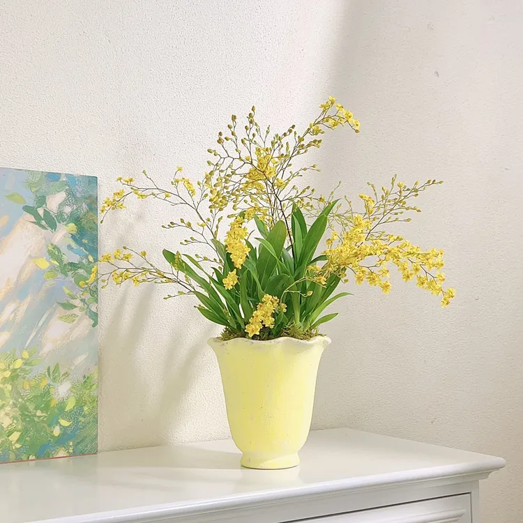黄色梦香兰室内办公桌面文心兰花懒人好养四季开花卉带盆栽好发货