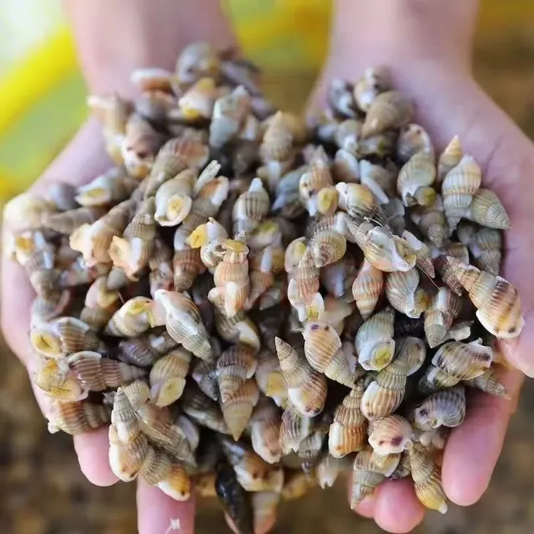 【福利海锥  东港本地海锥450粒】无沙保活保活 顺丰发货！