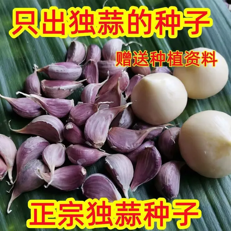 四川彭州独头蒜种子正宗紫皮独头蒜种子红皮独头蒜一代原种独子蒜