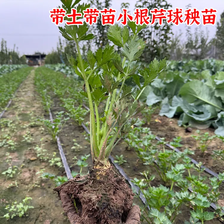 根芹疙瘩大苗 带土带苗小根芹球秧苗