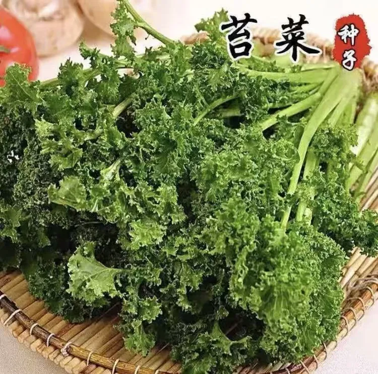 花叶苔菜种子鸡冠子菜青菜越冬春秋种植阳台盆栽耐寒性好春季蔬菜