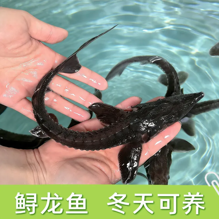【活体】优质鲟龙鱼杂交鲟龙鱼观赏鱼淡水鱼渔场直发
