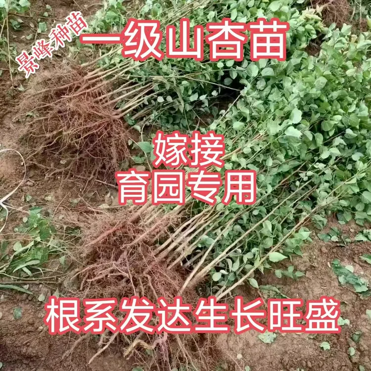 苗嫁接占地用杏树苗山杏苗