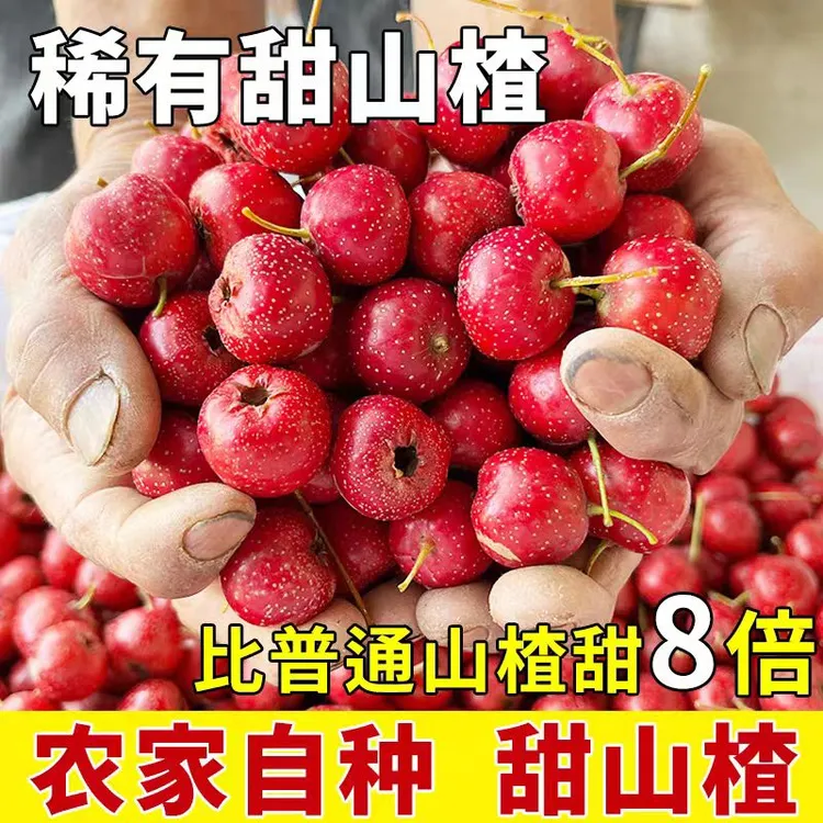 新鲜山楂新下树山东甜红子山楂 正宗甜红子山楂现摘现发