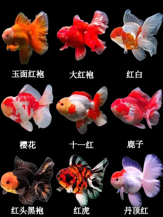 泰狮商品鱼（拍开箱视频售后）