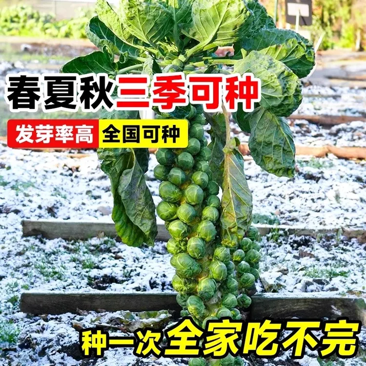 孢子甘蓝种子抱子甘蓝苗蔬菜种籽紫子持小包菜卷心菜包心菜孑菜种