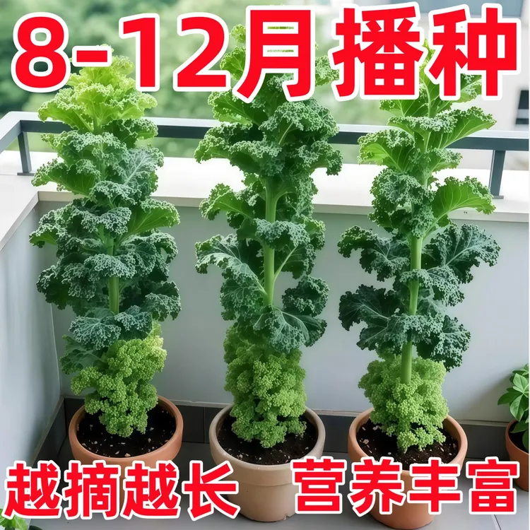 羽衣甘蓝种孑种子紫色蔬菜种籽四季食用耐寒盆栽阳台羽衣甘蓝菜籽